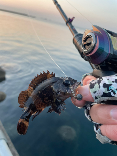 タケノコメバルの釣果