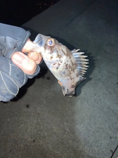 クロソイの釣果