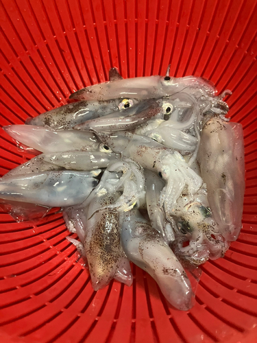 ヤリイカの釣果