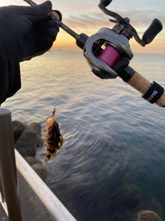 タケノコメバルの釣果