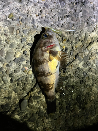 メバルの釣果