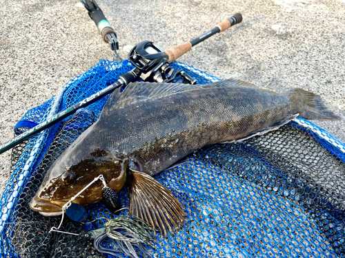 アイナメの釣果