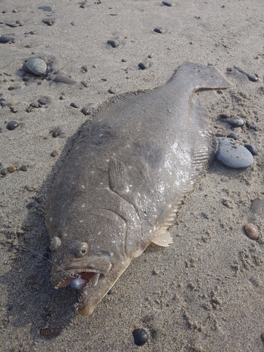 ヒラメの釣果