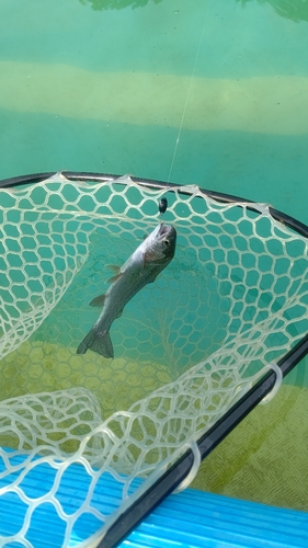 ニジマスの釣果