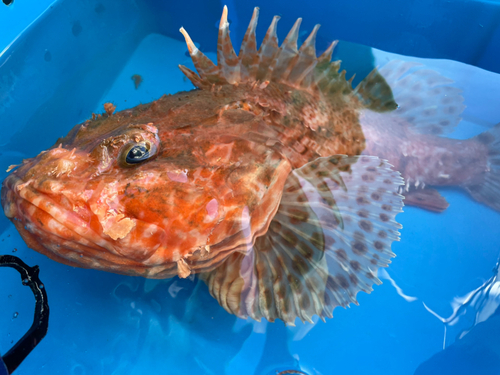 オニカサゴの釣果