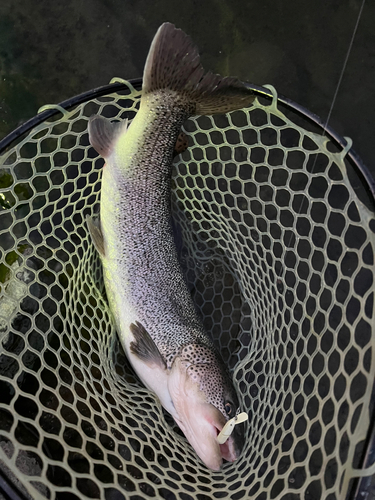 イトウの釣果