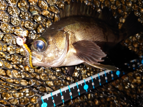 メバルの釣果