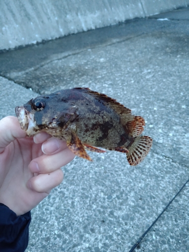 ヨロイメバルの釣果