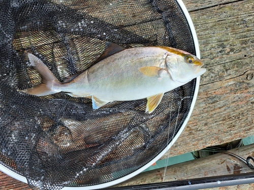 シオの釣果