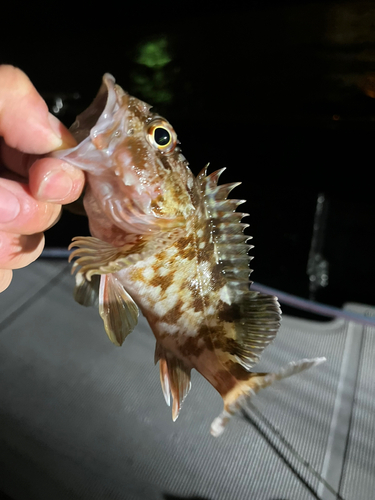 カサゴの釣果