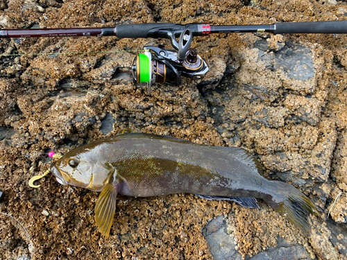 アイナメの釣果