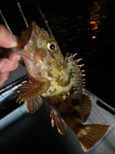 カサゴの釣果