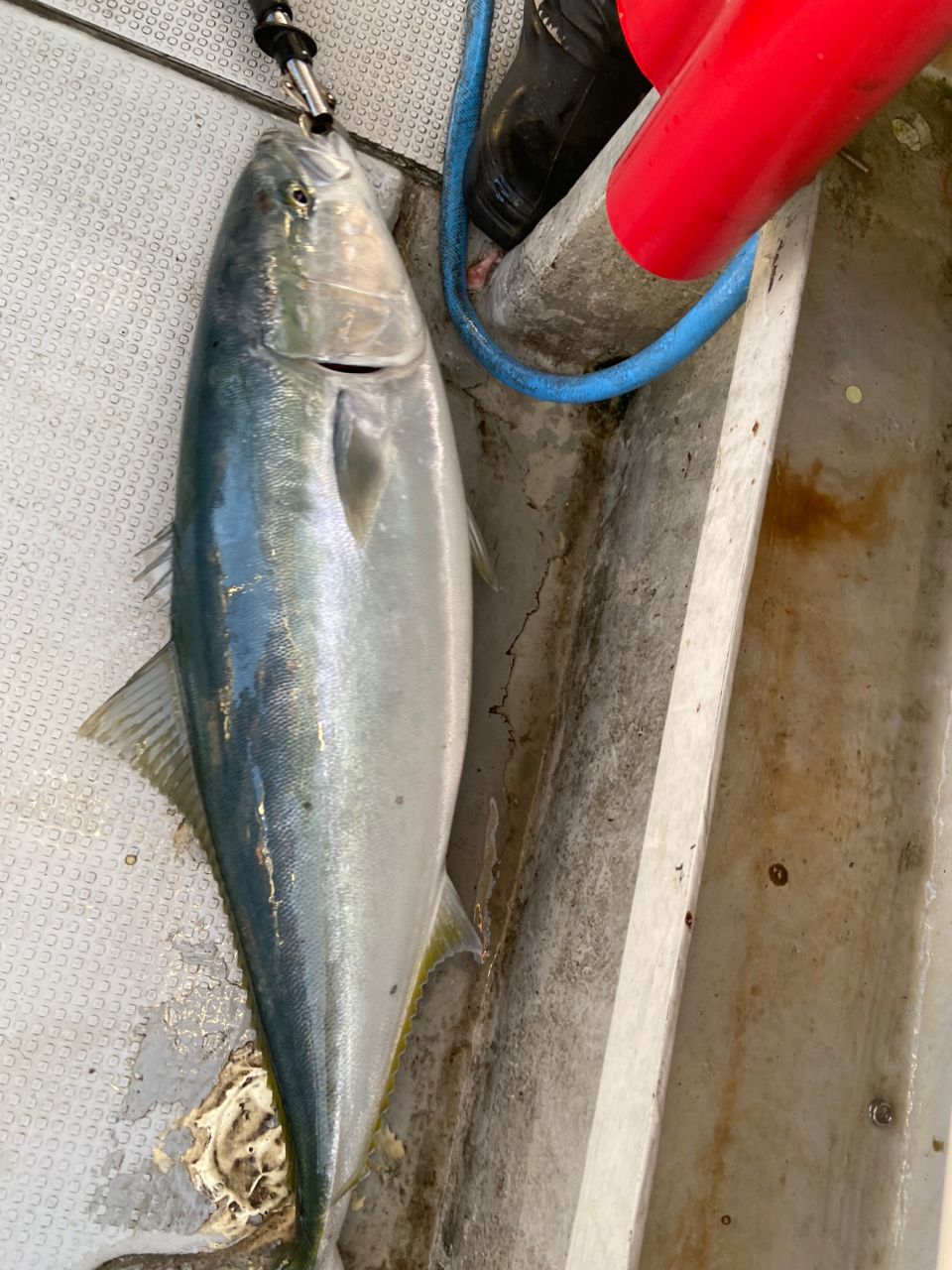 まっさん。さんの釣果 3枚目の画像