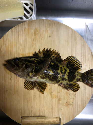 タケノコメバルの釣果