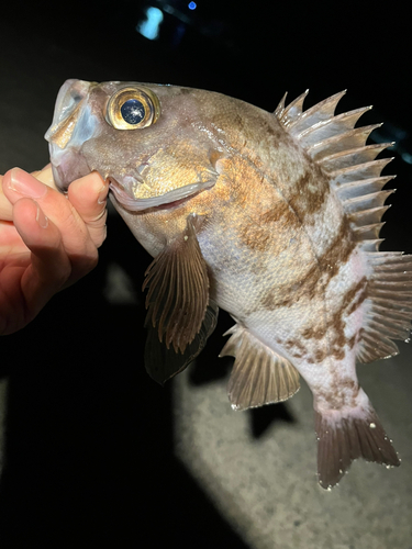 メバルの釣果