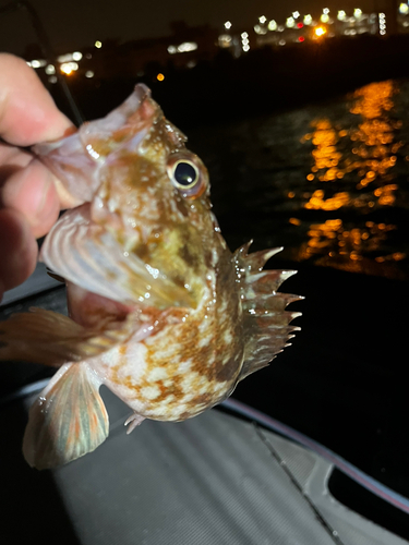 カサゴの釣果