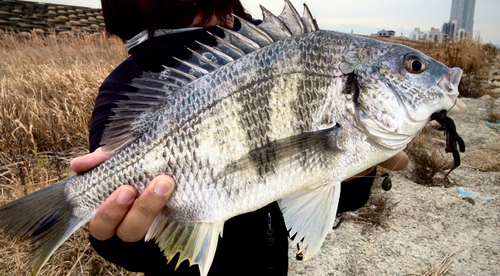 キビレの釣果