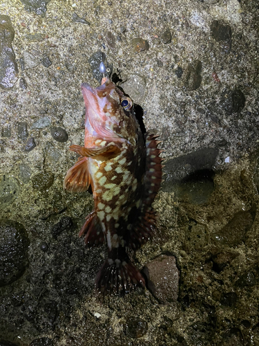 カサゴの釣果