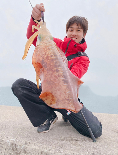 アオリイカの釣果