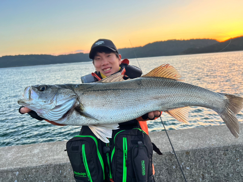 スズキの釣果