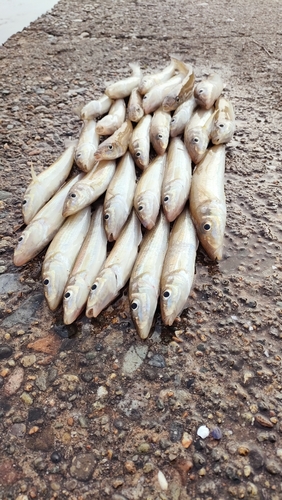 キスの釣果