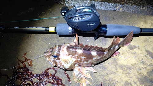 カサゴの釣果