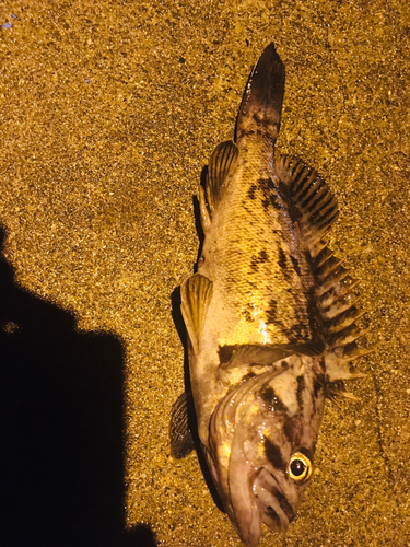 ソイの釣果