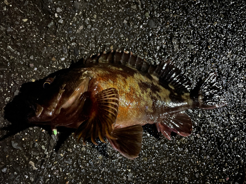 カサゴの釣果