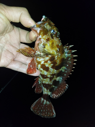 カサゴの釣果