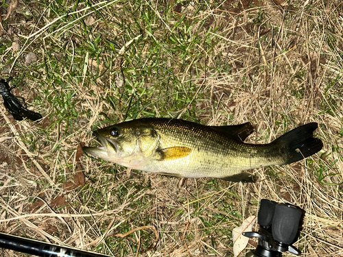 ブラックバスの釣果