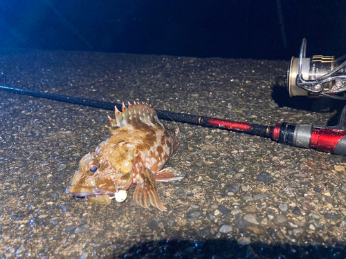 カサゴの釣果