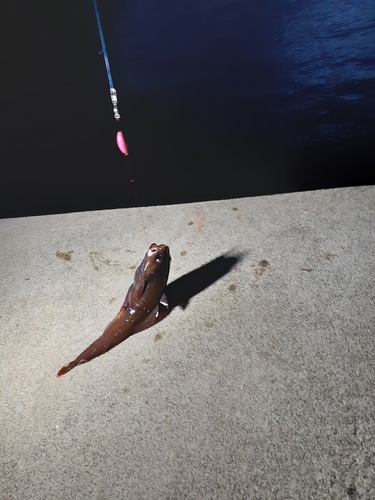 ドンコの釣果