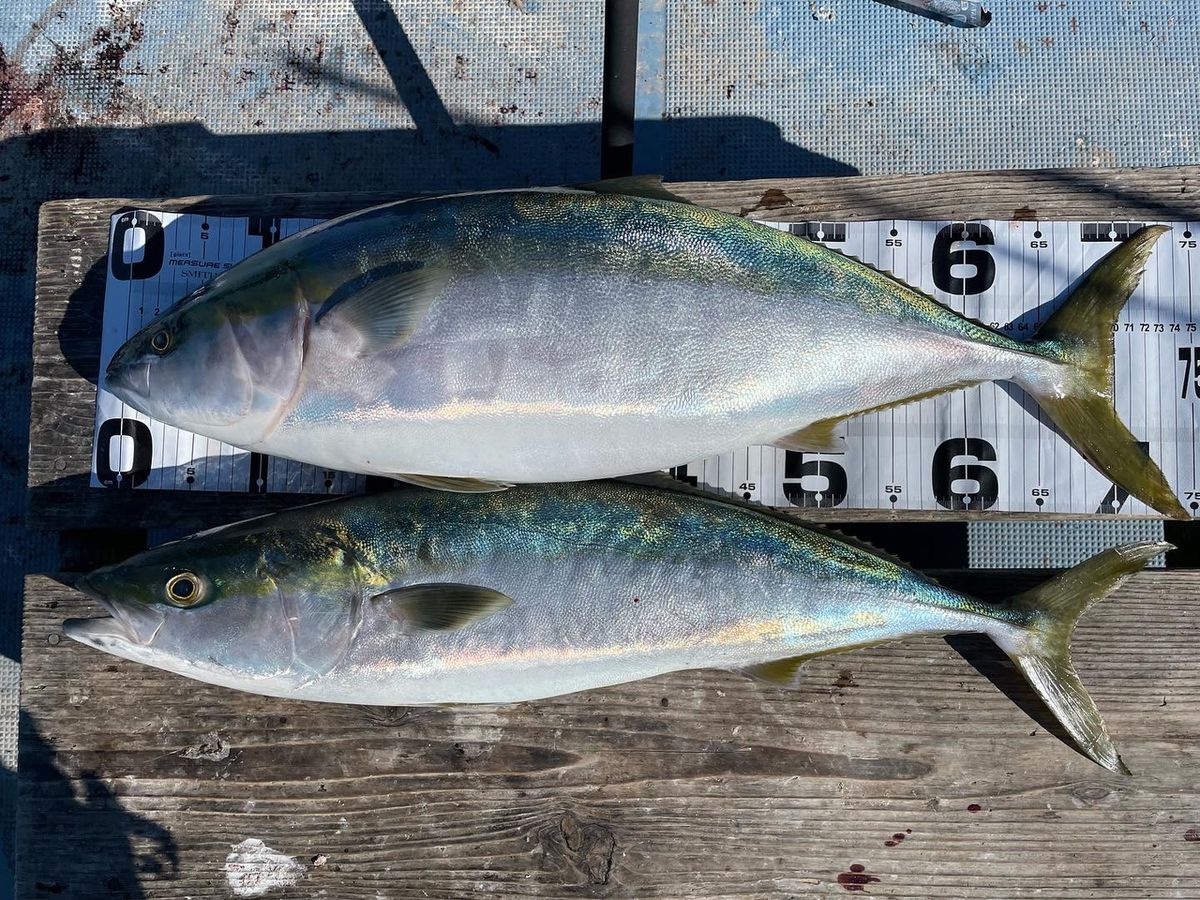 みょん🎣💕さんの釣果 3枚目の画像