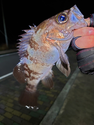 メバルの釣果