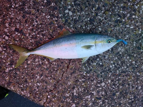 ハマチの釣果