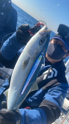 イナダの釣果