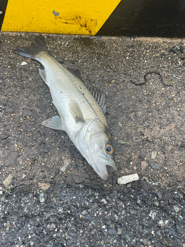 セイゴ（マルスズキ）の釣果