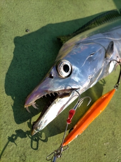 タチウオの釣果