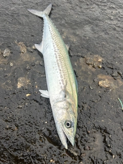 サゴシの釣果