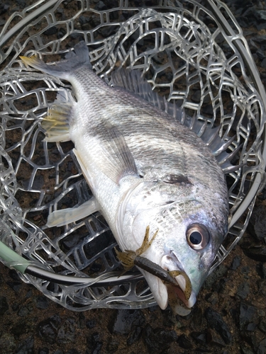 キビレの釣果