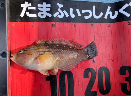 ホシササノハベラの釣果