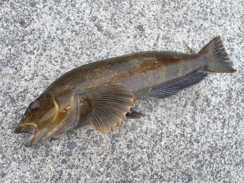 アイナメの釣果