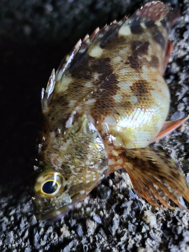 カサゴの釣果