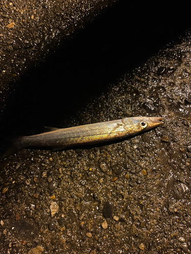 カマスの釣果