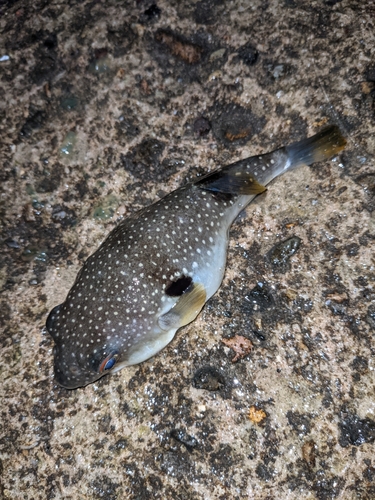 クサフグの釣果