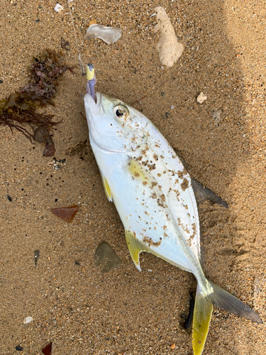 メッキの釣果