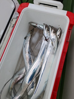 タチウオの釣果