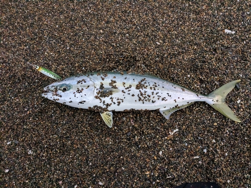 イナダの釣果