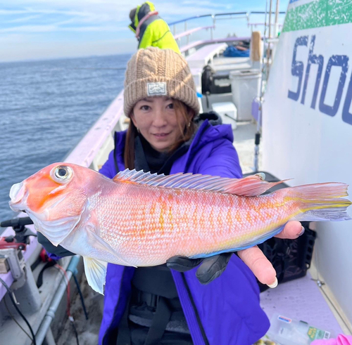 アマダイの釣果