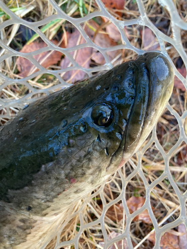 ライギョの釣果